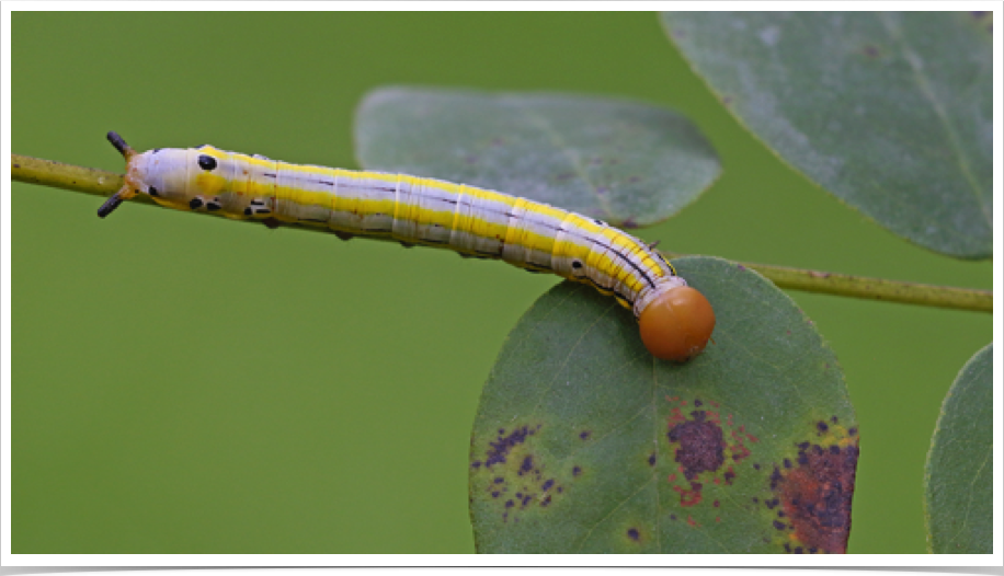 Dasylophia anguina
Black-spotted Prominent
Bibb County, Alabama